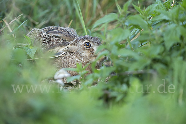 Feldhase (Lepus europaeus)