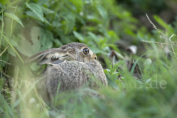 Feldhase (Lepus europaeus)