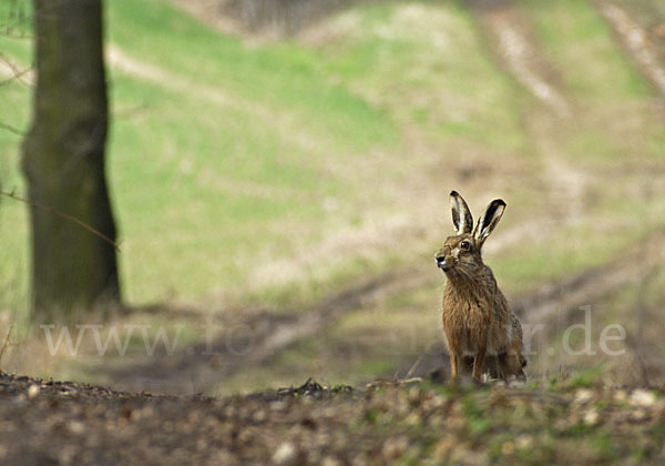 Feldhase (Lepus europaeus)