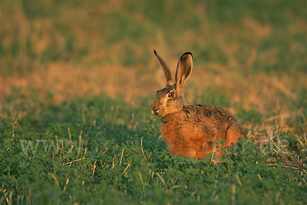 Feldhase (Lepus europaeus)