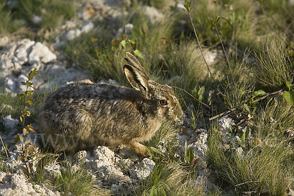 Feldhase (Lepus europaeus)