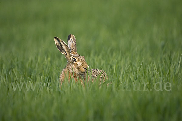 Feldhase (Lepus europaeus)