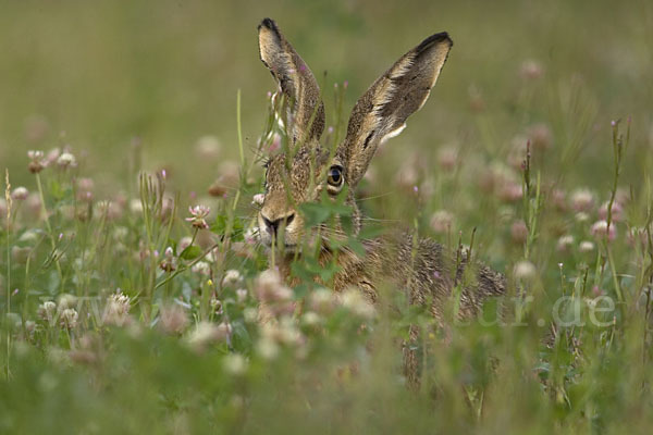 Feldhase (Lepus europaeus)