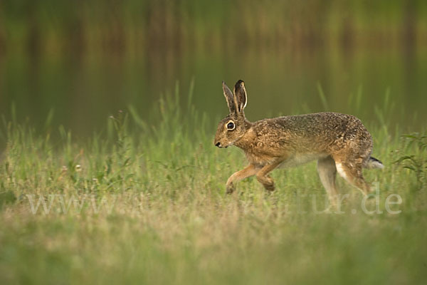 Feldhase (Lepus europaeus)