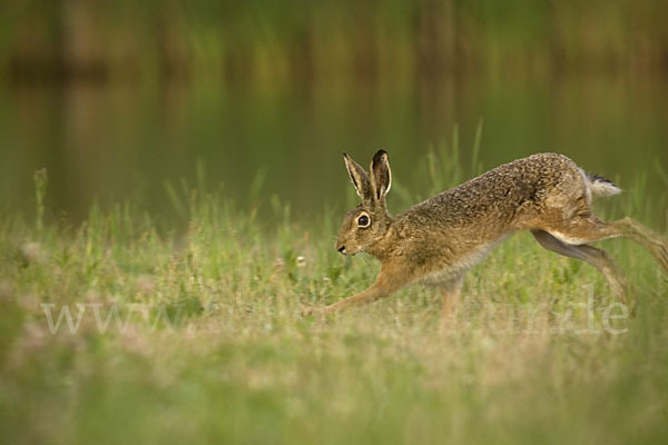 Feldhase (Lepus europaeus)