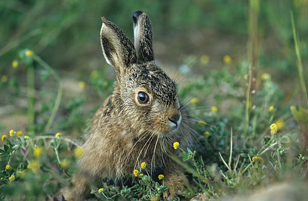 Feldhase (Lepus europaeus)