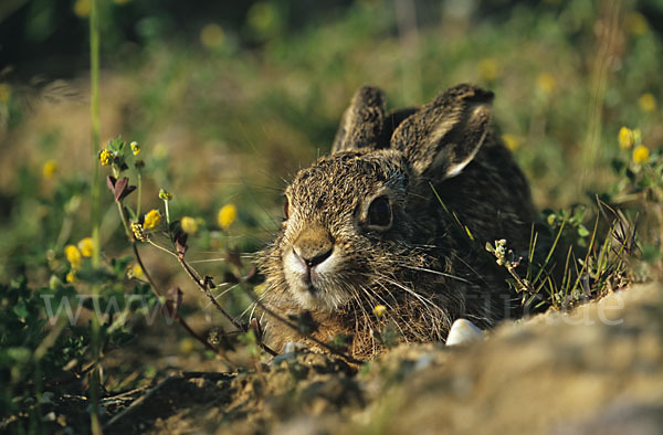 Feldhase (Lepus europaeus)