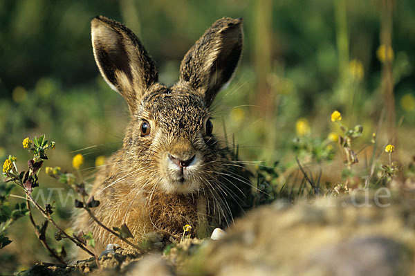 Feldhase (Lepus europaeus)