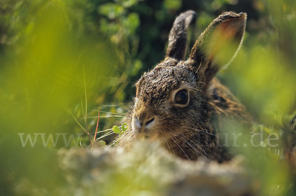 Feldhase (Lepus europaeus)