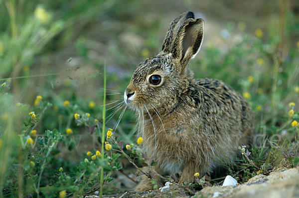 Feldhase (Lepus europaeus)