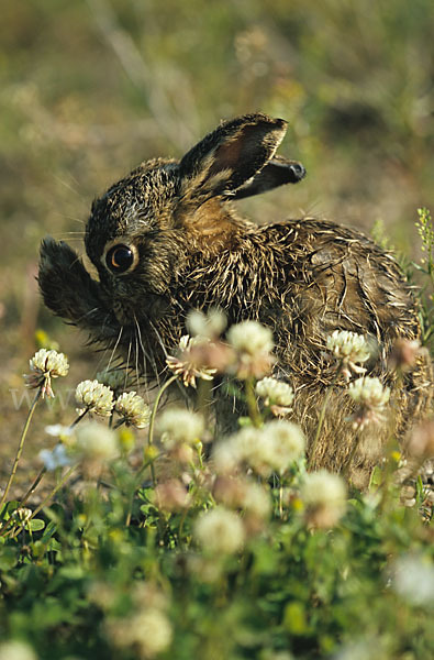 Feldhase (Lepus europaeus)