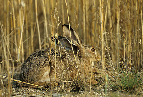 Feldhase (Lepus europaeus)