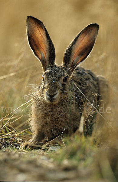 Feldhase (Lepus europaeus)