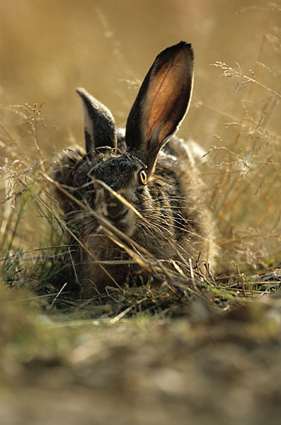 Feldhase (Lepus europaeus)