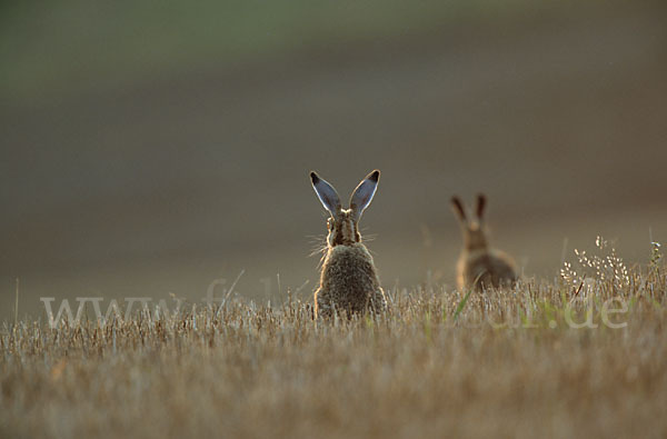 Feldhase (Lepus europaeus)