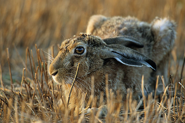 Feldhase (Lepus europaeus)