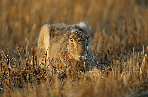 Feldhase (Lepus europaeus)