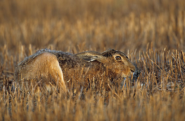 Feldhase (Lepus europaeus)