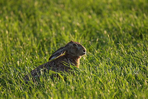 Feldhase (Lepus europaeus)