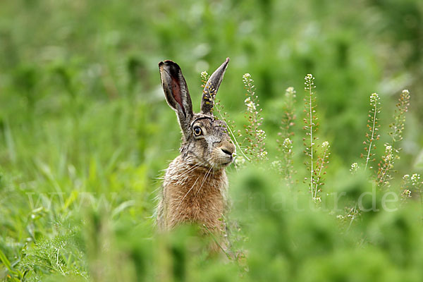 Feldhase (Lepus europaeus)