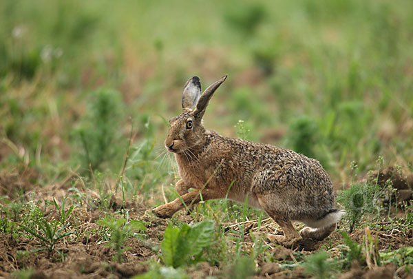 Feldhase (Lepus europaeus)