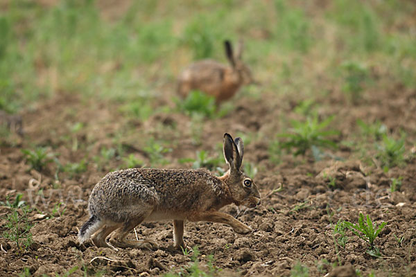 Feldhase (Lepus europaeus)