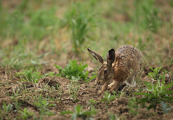 Feldhase (Lepus europaeus)