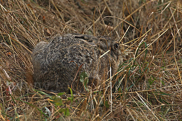 Feldhase (Lepus europaeus)