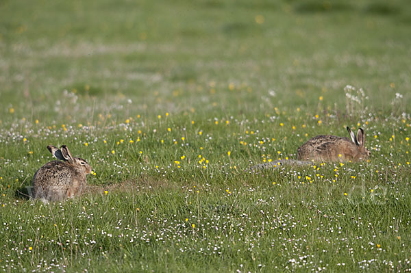 Feldhase (Lepus europaeus)