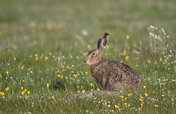 Feldhase (Lepus europaeus)