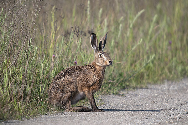 Feldhase (Lepus europaeus)