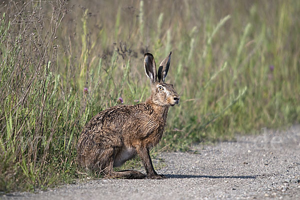 Feldhase (Lepus europaeus)