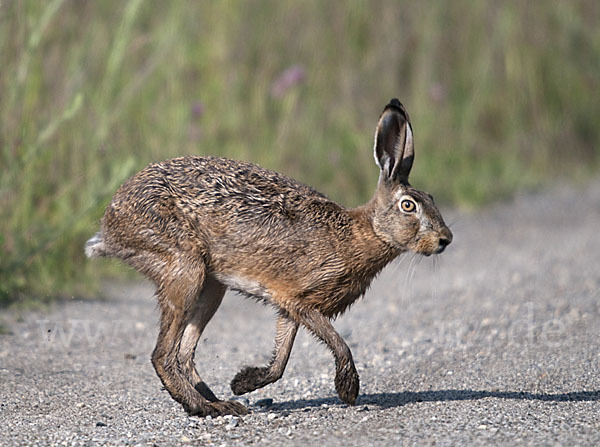 Feldhase (Lepus europaeus)