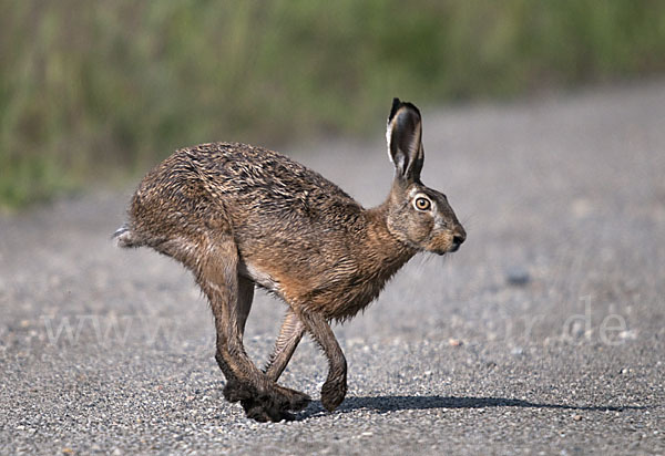 Feldhase (Lepus europaeus)