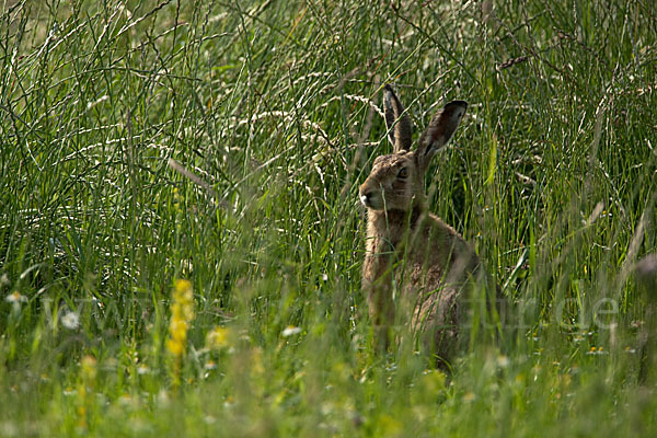 Feldhase (Lepus europaeus)