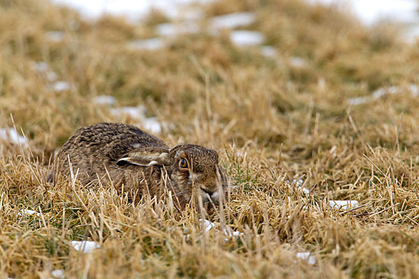 Feldhase (Lepus europaeus)