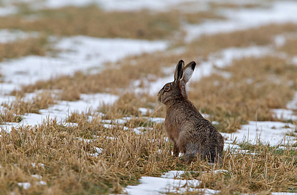 Feldhase (Lepus europaeus)