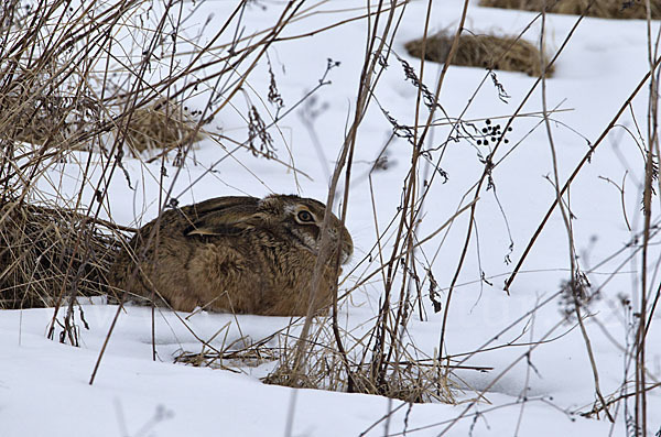 Feldhase (Lepus europaeus)