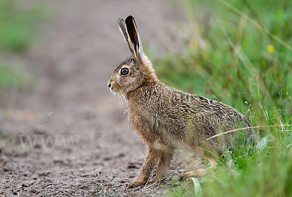 Feldhase (Lepus europaeus)