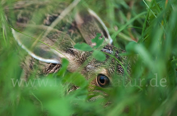 Feldhase (Lepus europaeus)