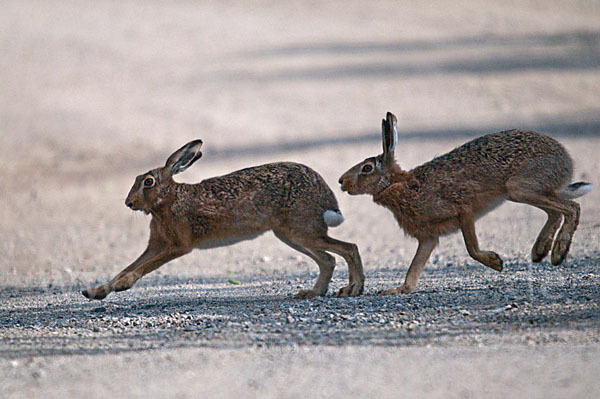 Feldhase (Lepus europaeus)