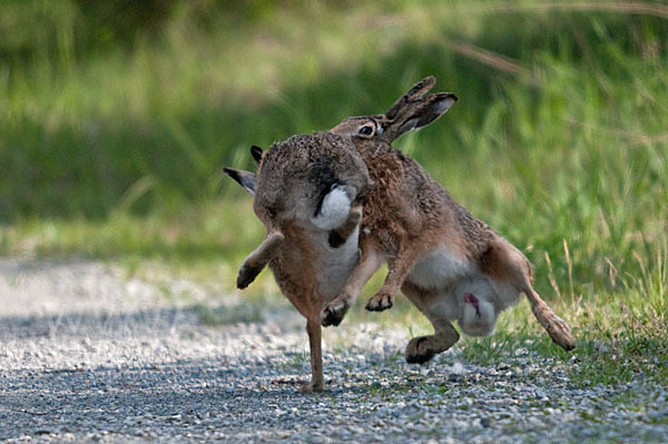 Feldhase (Lepus europaeus)