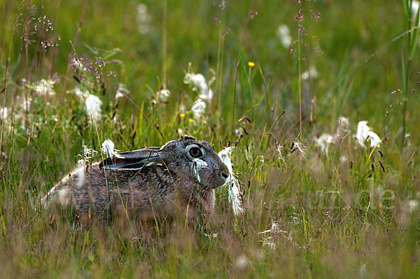 Feldhase (Lepus europaeus)