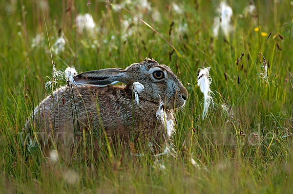 Feldhase (Lepus europaeus)