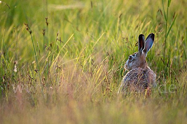 Feldhase (Lepus europaeus)