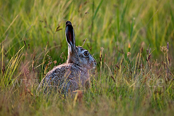 Feldhase (Lepus europaeus)