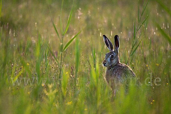 Feldhase (Lepus europaeus)