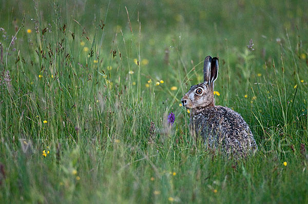 Feldhase (Lepus europaeus)