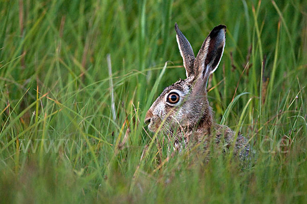 Feldhase (Lepus europaeus)