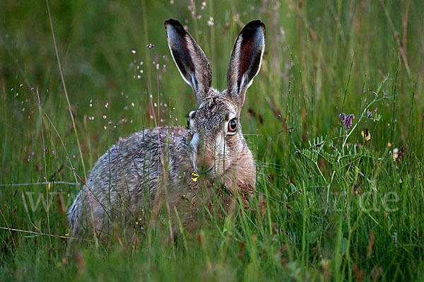 Feldhase (Lepus europaeus)